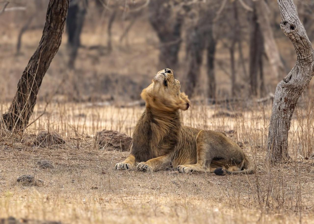 Gir Birding Lodge Sasan Gir Zewnętrze zdjęcie