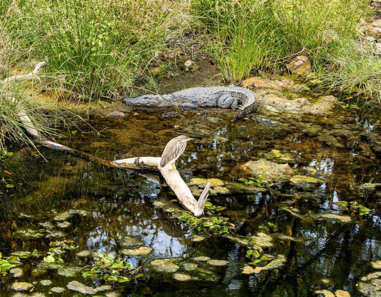 Gir Birding Lodge Sasan Gir Zewnętrze zdjęcie