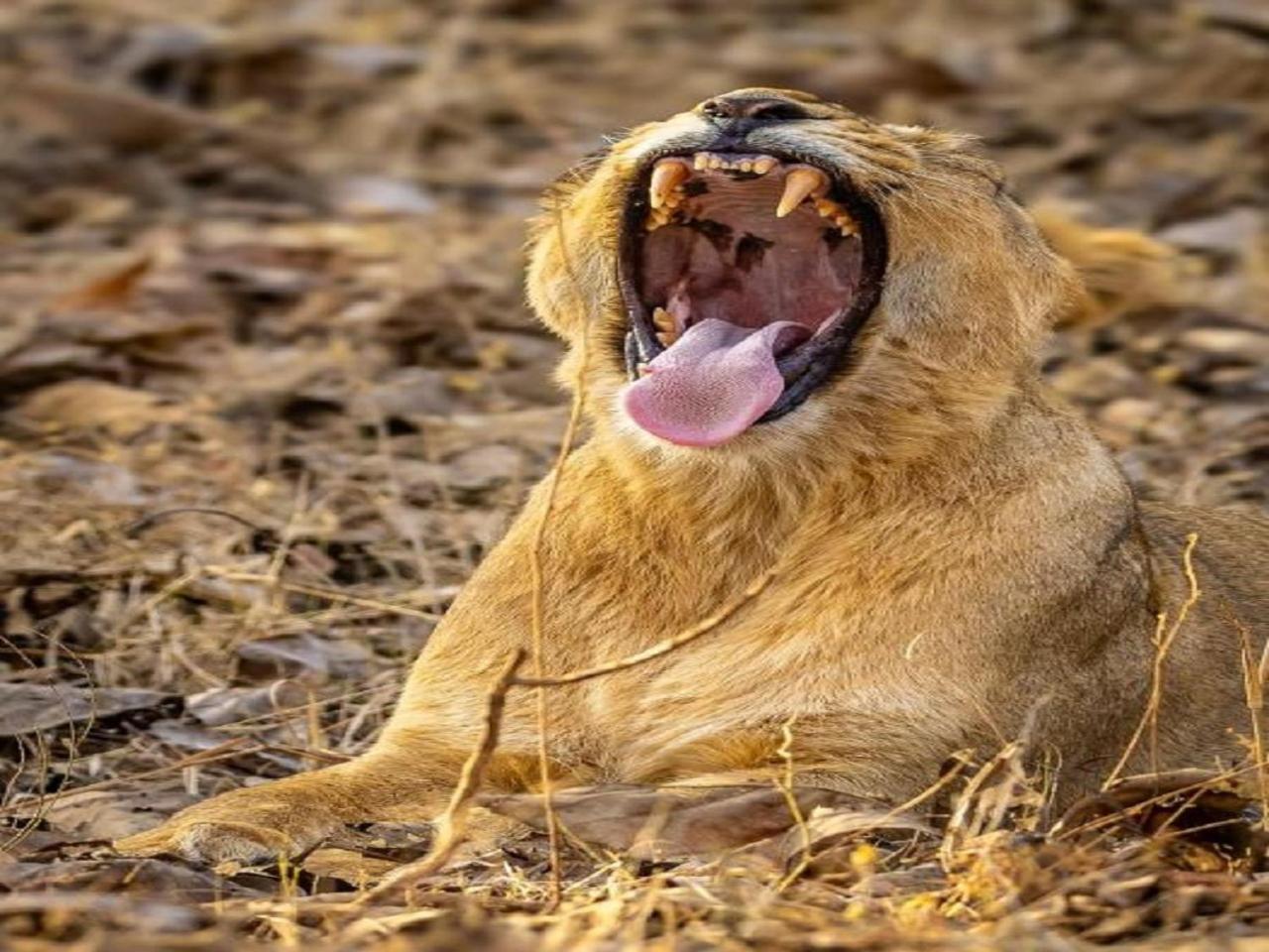 Gir Birding Lodge Sasan Gir Zewnętrze zdjęcie