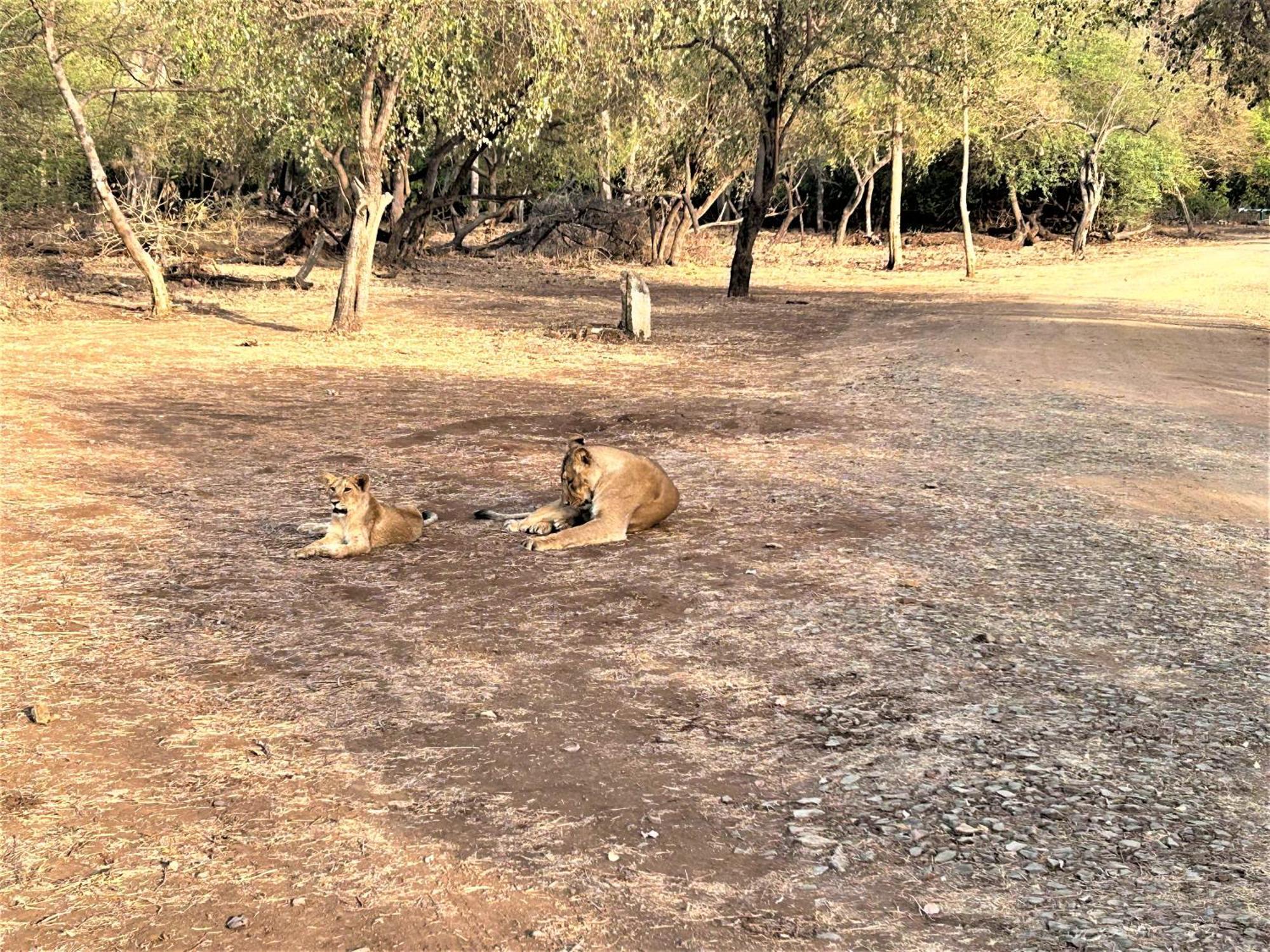 Gir Birding Lodge Sasan Gir Zewnętrze zdjęcie